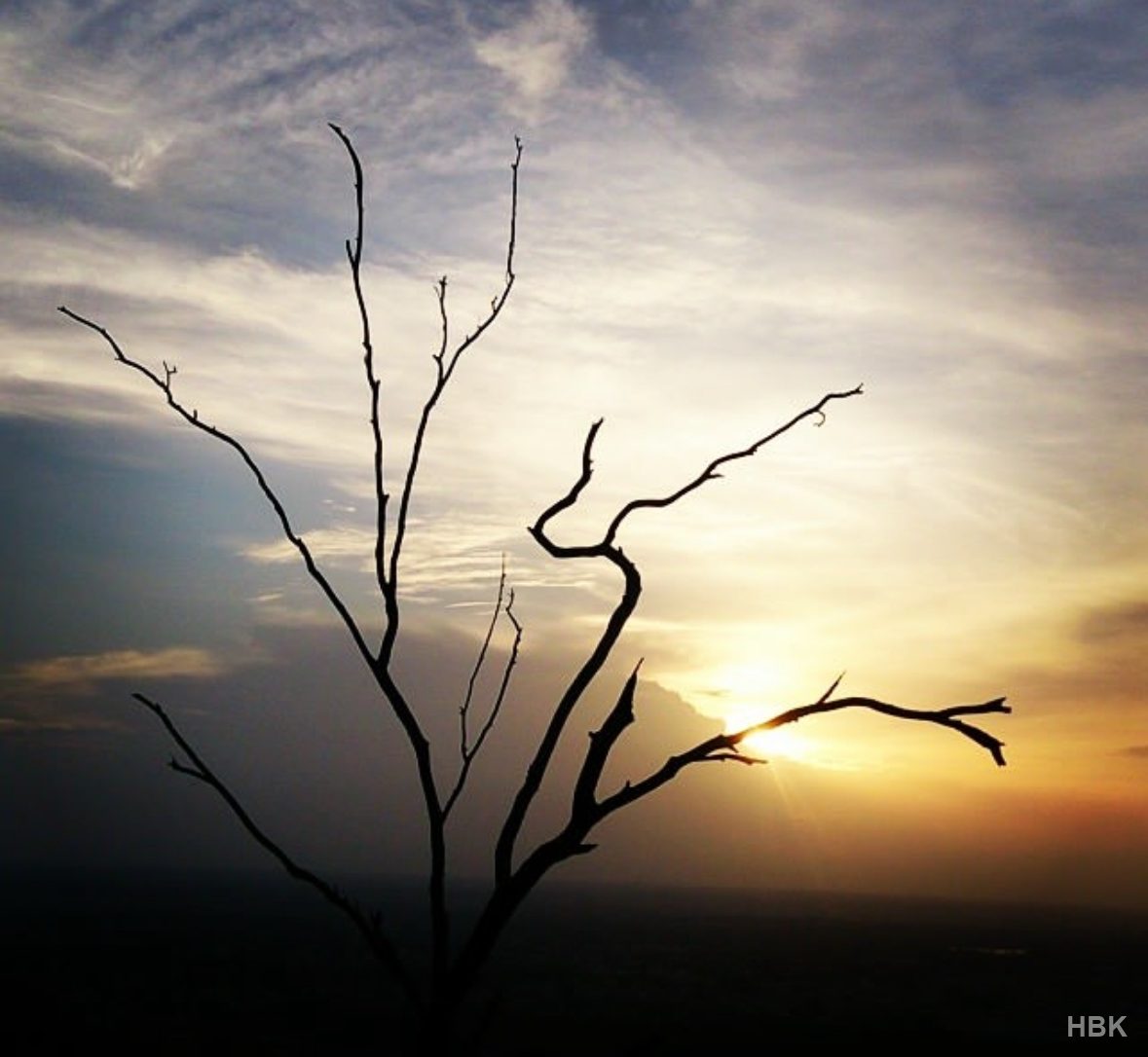 Bare branches silhouetted against a golden sunset
