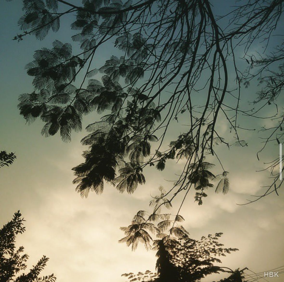 Leafy branches silhouetted against a softly lit sky